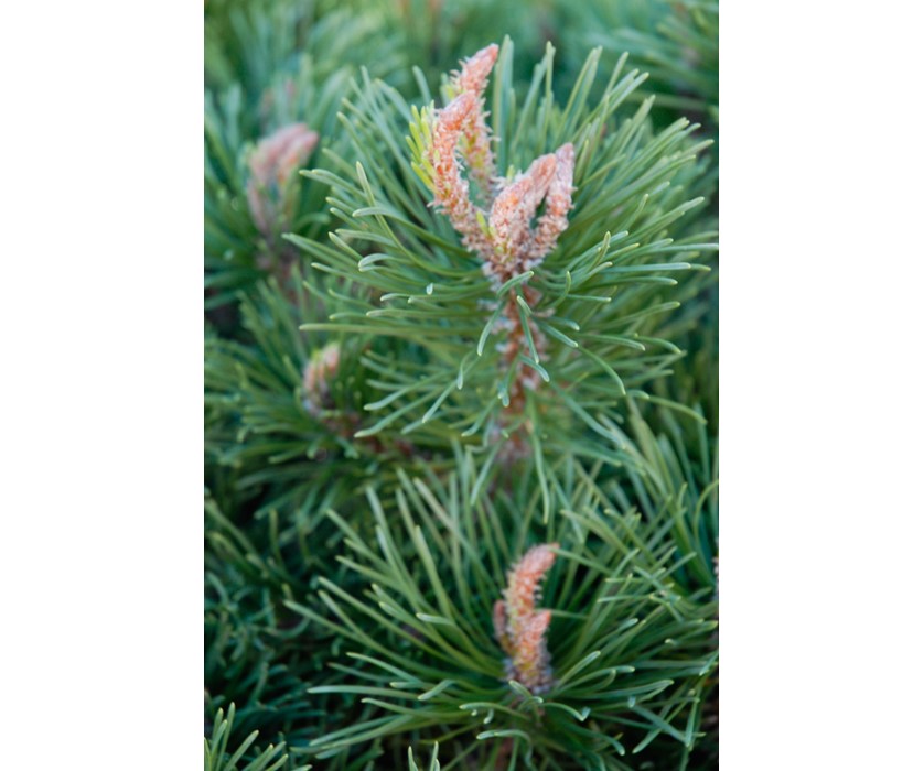 Valley Cushion Dwarf Mugo Pine